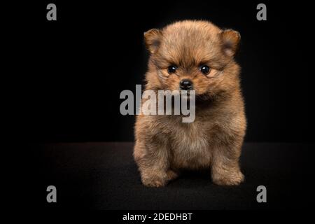 Niedliche sitzende pommersche Hund Welpen Blick auf die Kamera auf Schwarzer Hintergrund Stockfoto