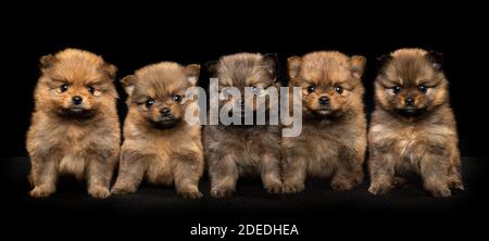 Fünf niedliche pommersche Welpen Hunde sitzen zusammen Blick auf die Kamera auf schwarzem Hintergrund Stockfoto