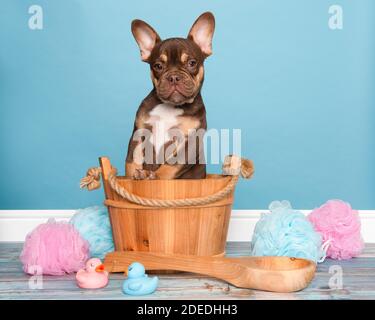 Nette französische Bulldogge in einer hölzernen Badewanne auf einem stehen Blauer Hintergrund Stockfoto