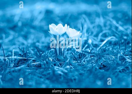 Blüten Krokusse in voller Blüte, weiß lila Farbe, wachsen auf dem verwelkten Gras. Der erste Frühling blüht in der Natur im Freien. Getönte klassische blaue Farbe Stockfoto