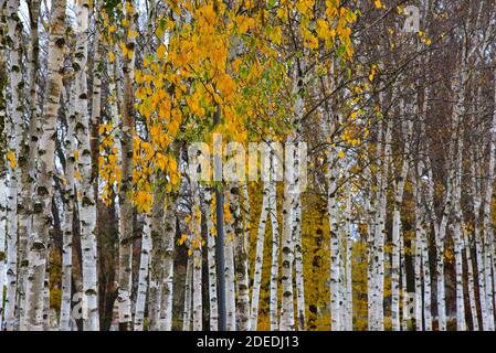 Junge Birken (Betula) im Herbstlaub, Bayern, Deutschland, Europa Stockfoto