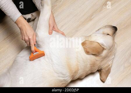 Die junge Frau kämmt zu Hause ihren Labrador Retriever Hund mit Pinsel. Stockfoto