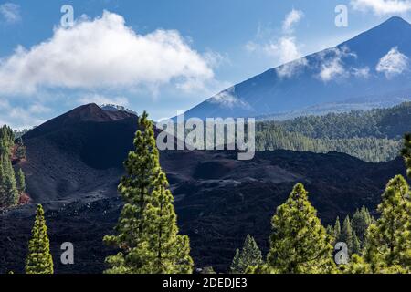 Pinus canariensis, Kanarische Pinien im Forestal Corona, Wälder in der Nähe von Chinyero im Nationalpark Las Canadas del Teide, Teneriffa, Kanarische I Stockfoto