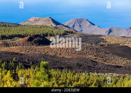 Pinus canariensis, Kanarische Pinien im Forestal Corona, Wälder in der Nähe von Chinyero im Nationalpark Las Canadas del Teide, Teneriffa, Kanarische I Stockfoto