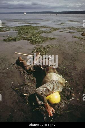 1970er-Jahre Foto (1973) - Ray longmire von Olympia beim Graben einer Geoduck-Muschel auf Doseallips-Gezeitenflächen am Hood Canal bei Brinnon. Die größten Hartschalenmuscheln, die im pazifischen Nordwesten zu finden sind, werden Geoducks auf extremen Minus-Gezeiten gegraben' Stockfoto