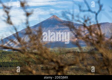 Vulkane des Teide und Pico Viejo, gesehen durch einen dornigen Strauch von der Puerta de Erjos, Teno, Teneriffa, Kanarische Inseln, Spanien Stockfoto