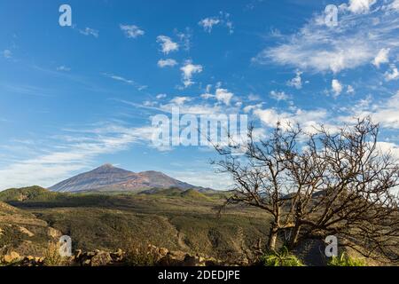 Vulkane des Teide und Pico Viejo, gesehen durch einen dornigen Strauch von der Puerta de Erjos, Teno, Teneriffa, Kanarische Inseln, Spanien Stockfoto