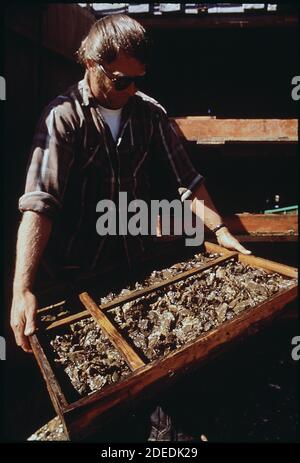 1970er Jahre Fotos (1972) - Jack Wiegardt; Besitzer der Northwest Oyster Farm; baut cherrystone Venusmuscheln und Austern aus Samen in Schalen an Stockfoto