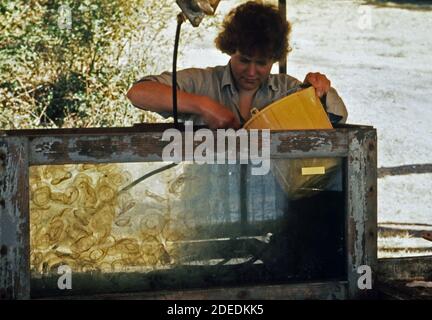 1970er Fotos (1972) - Quallen; und ihre Fähigkeit zu fluoreszieren; ist die Forschung, die diesen Doktoranden am marinen Biologie-Labor der Universität von Washington Stockfoto