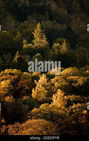 Goldenes Morgenlicht auf Bäumen im Herbstwald bei Skelwith Brücke Stockfoto