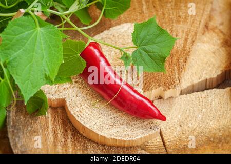 Reife rote Bio-Chili-Pfeffer und junge Weberei Sprossen, spiralförmige Ranken von Gemüsesämlingen auf Holzhintergrund Stockfoto