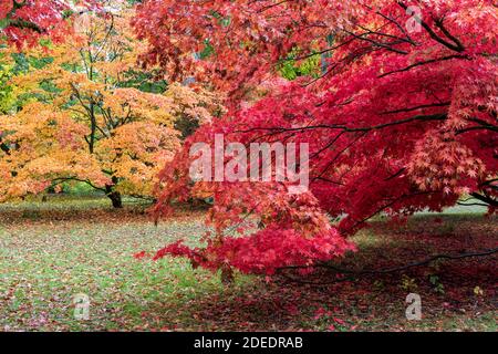 Die leuchtend roten und orangefarbenen Herbstfarben von Acers in der Acer Glade in Westonburt The National Arboretum, The Cotswolds, Gloucestershire, England, Großbritannien Stockfoto