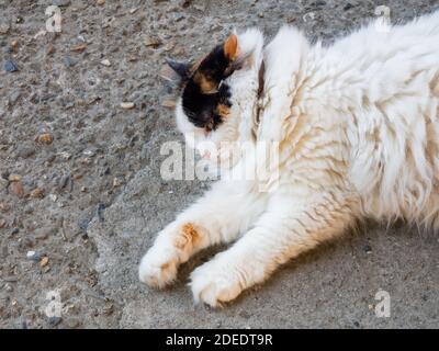 Eine flauschige Tricolor Katze in einem Kragen liegt auf dem Asphalt draußen. Nahaufnahme Stockfoto