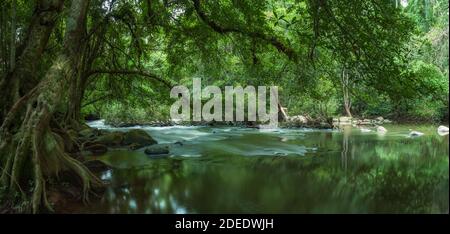 bach mit sphagnum Moos auf Steinen unter dem Schatten der Paar große banyan Bäume Vielfalt biologische im tropischen Regenwald Im Khaoyai Nationalpark Stockfoto