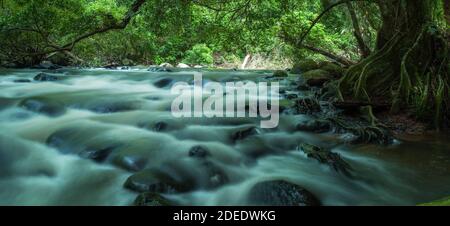 bach mit sphagnum Moos auf Steinen unter dem Schatten der Paar große banyan Bäume Vielfalt biologische im tropischen Regenwald Im Khaoyai Nationalpark Stockfoto