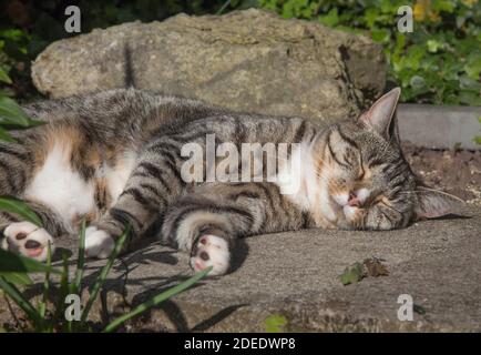 Hübsches tabbysches Kätzchen, das im Garten schläft, in Sonnenschein träumt Stockfoto