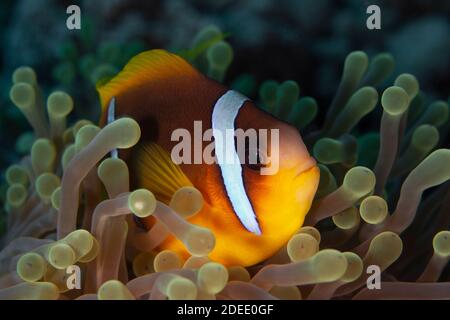 Nemo City - eine Auswahl von Bildern, die auf einer Reise zum Roten Meer, Ägypten aufgenommen wurden. Eingebettet in die Anemonen waren Clown Fish und Three Spot Dascyllus. Stockfoto