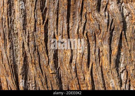 Edelkastanie (Castanea sativa) braun Baumrinde Makro Nahaufnahme Textur Hintergrund manchmal als spanische Kastanie bekannt, Stock Foto Bild Stockfoto