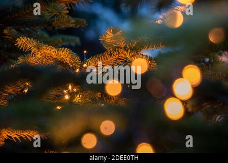 29. November 2020, Sachsen-Anhalt, Quedlinburg: Weihnachtsbäume schaffen Adventsstimmung auf dem Quedlinburger Marktplatz. Foto: Stephan Schulz/dpa-Zentralbild/ZB Stockfoto