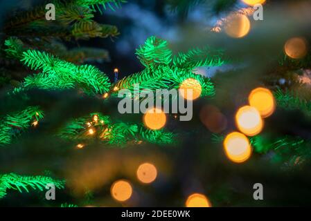 29. November 2020, Sachsen-Anhalt, Quedlinburg: Weihnachtsbäume schaffen Adventsstimmung auf dem Quedlinburger Marktplatz. Foto: Stephan Schulz/dpa-Zentralbild/ZB Stockfoto