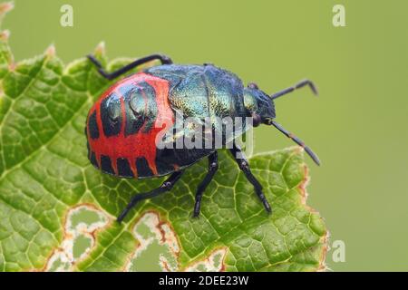 Blaue Shieldbug letzte instar Nymphe (Zicrona caerulea) auf dem Blatt thront. Tipperary, Irland Stockfoto