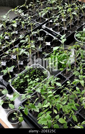 Nahaufnahme der Sämlinge der verschiedenen Gemüse im Gewächshaus bereit für die Pflanzung im Gemüsegarten, vertikale Zusammensetzung Stockfoto