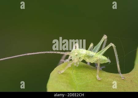 Eichen-Bush-Cricket-Nymphe (Meconema thalassinum) am Rand des Eichenblattes. Tipperary, Irland Stockfoto