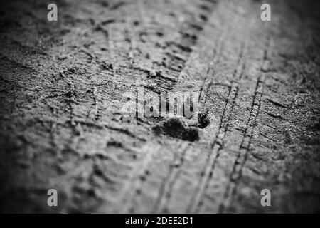 Druck der Pfote eines wilden Hundes und der Reifen von den Autorädern auf dem Schlamm. Schwarzweiß-Bild. Stockfoto