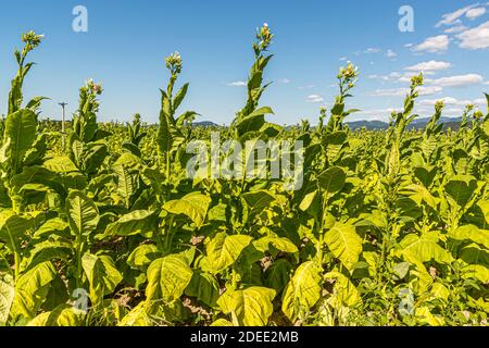 Tabakfeld in Bad Krotzingen, Deutschland Stockfoto