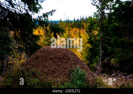 Massiver Ameisenhügel aus Kiefernnadeln und Zweigen, der auf einem Hang im Wald sitzt. Stockfoto
