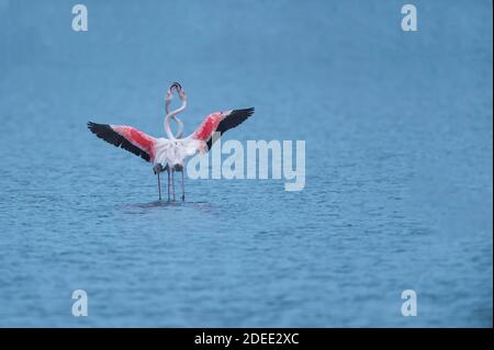 Flamingos Phoenicopterus Roseus - größere Nahrungssuche im Teich. Stockfoto