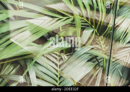 Grün matt low key Pflanzen, weiches Laub hinter dem Glas Hintergrund Textur, üppige Blätter, Vollformat dunkelgrün tropischen kreativen Hintergrund, Platz für Stockfoto