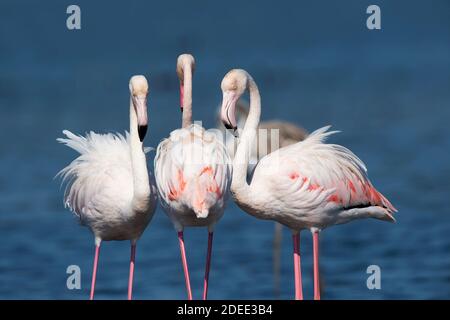 Flamingos Phoenicopterus Roseus - größere Nahrungssuche im Teich. Stockfoto