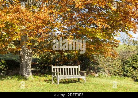 Herbst in den Cotswolds - EINE Holzbank unter einer Buche neben der Gasse in Middle Duntisbourne, Gloucestershire UK