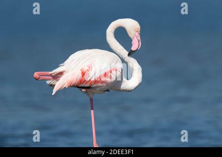 Porträt des großen Flamingos (Phoenicopterus roseus). Stockfoto