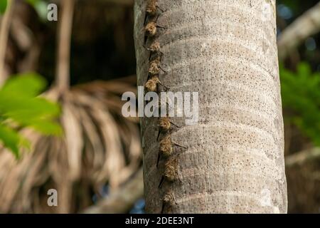 Proboscis Fledermäuse auf Palmenstamm am See Sandoval, Tambopata Naturschutzgebiet, Puerto Maldonado, Madre de Dios, Peru Stockfoto