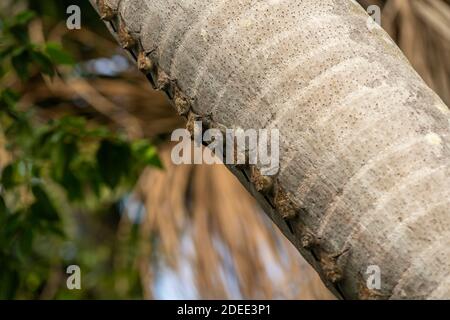 Proboscis Fledermäuse (Rhynchonycteris naso, AKA langnasige Proboscis Fledermaus, scharfnasige Fledermaus) sitzen auf einem Palmenstamm in Reihe, Lake Sandoval, Tambopata Nat Stockfoto
