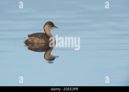 Zwergtaucher (Tachybaptus ruficollis) Portugal Stockfoto