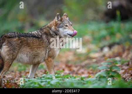 Nahaufnahme Wolf im Herbst Wald Hintergrund. Tier in der Natur Lebensraum Stockfoto