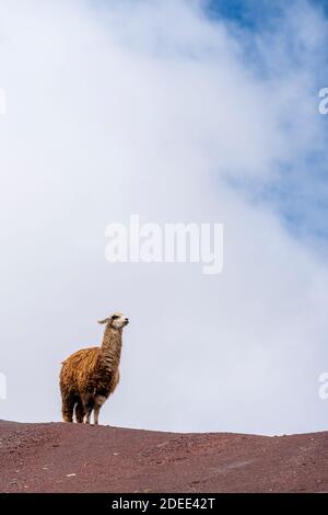 Lama steht auf dem Regenbogenberg gegen den Himmel, Pitumarca, Peru Stockfoto