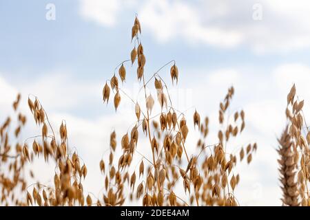 Einfache frische reife goldene Haferohren auf einem Getreidefeld in der Nähe, Haferhalme auf einem blau bewölkten Himmel Hintergrund. Landwirtschaft, Landwirtschaft, Lebensmittelindustrie, ländliche Gegend Stockfoto