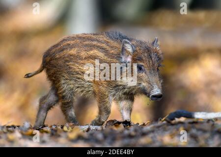 Baby Wildschwein, Sus scrofa, läuft roten Herbstwald im Hintergrund. Tier in der Natur Lebensraum Stockfoto