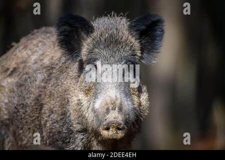 Portrait Männchen Wildschwein im Herbstwald. Wildlife-Szene aus der Natur Stockfoto