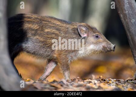 Baby Wildschwein, Sus scrofa, läuft roten Herbstwald im Hintergrund. Tier in der Natur Lebensraum Stockfoto