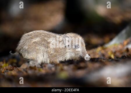 Baby Wildschwein, Sus scrofa, läuft roten Herbstwald im Hintergrund. Tier in der Natur Lebensraum Stockfoto