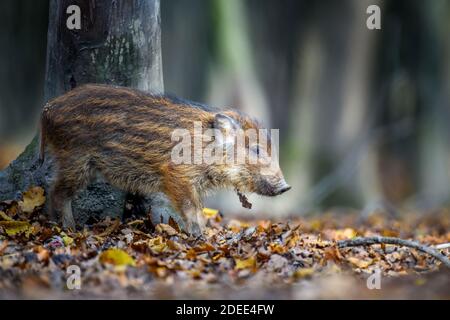 Baby Wildschwein, Sus scrofa, läuft roten Herbstwald im Hintergrund. Tier in der Natur Lebensraum Stockfoto