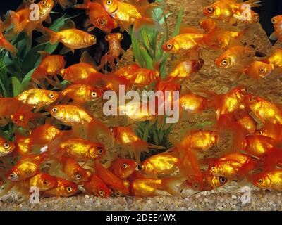 Goldfisch, Carassius Auratus, Aquarium Fische Stockfoto
