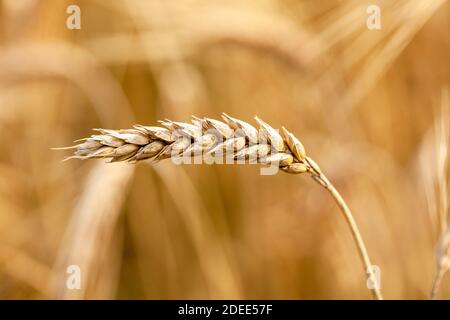 Einfache einzelne gelb golden reifen Weizen Ohr Makro, extreme Nahaufnahme, Detail, Sonnenlicht, Ernte Feld Landwirtschaft Symbol, Bauernhof ländliche Natur Tapete, Lebensmittel Stockfoto
