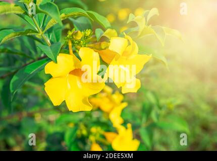 Caesalpinia Blume auf verschwommenem grünem Blatt Hintergrund ist Caesalpinia eine Gattung von blühenden Pflanzen in der Familie der Hülsenfrüchte Stockfoto