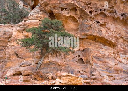 Ein Baum, der in den Petra-Bergen, Jordanien, angebaut wird Stockfoto